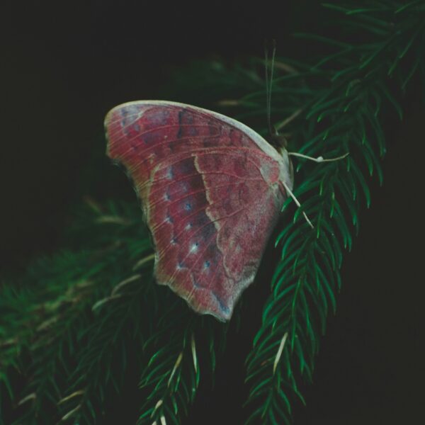 Photo by Chirag Saini on Unsplash